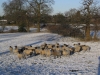 Nether Alderley | January Snow Nether Alderley | January Snow